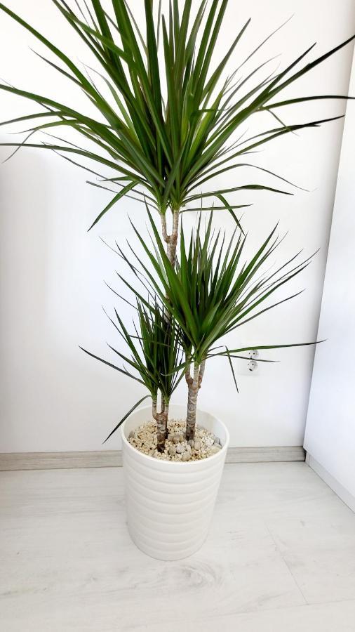 Victoriei Central Studio Apartment บูคาเรสต์ ภายนอก รูปภาพ